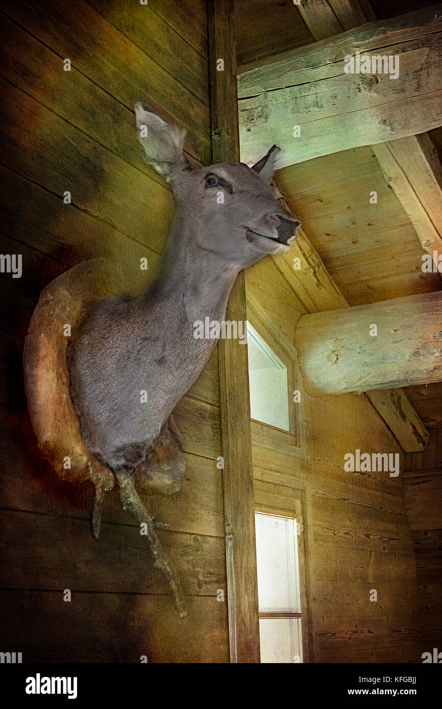 Deer's head on the wall of a wooden winter ski chalet Stock Photo