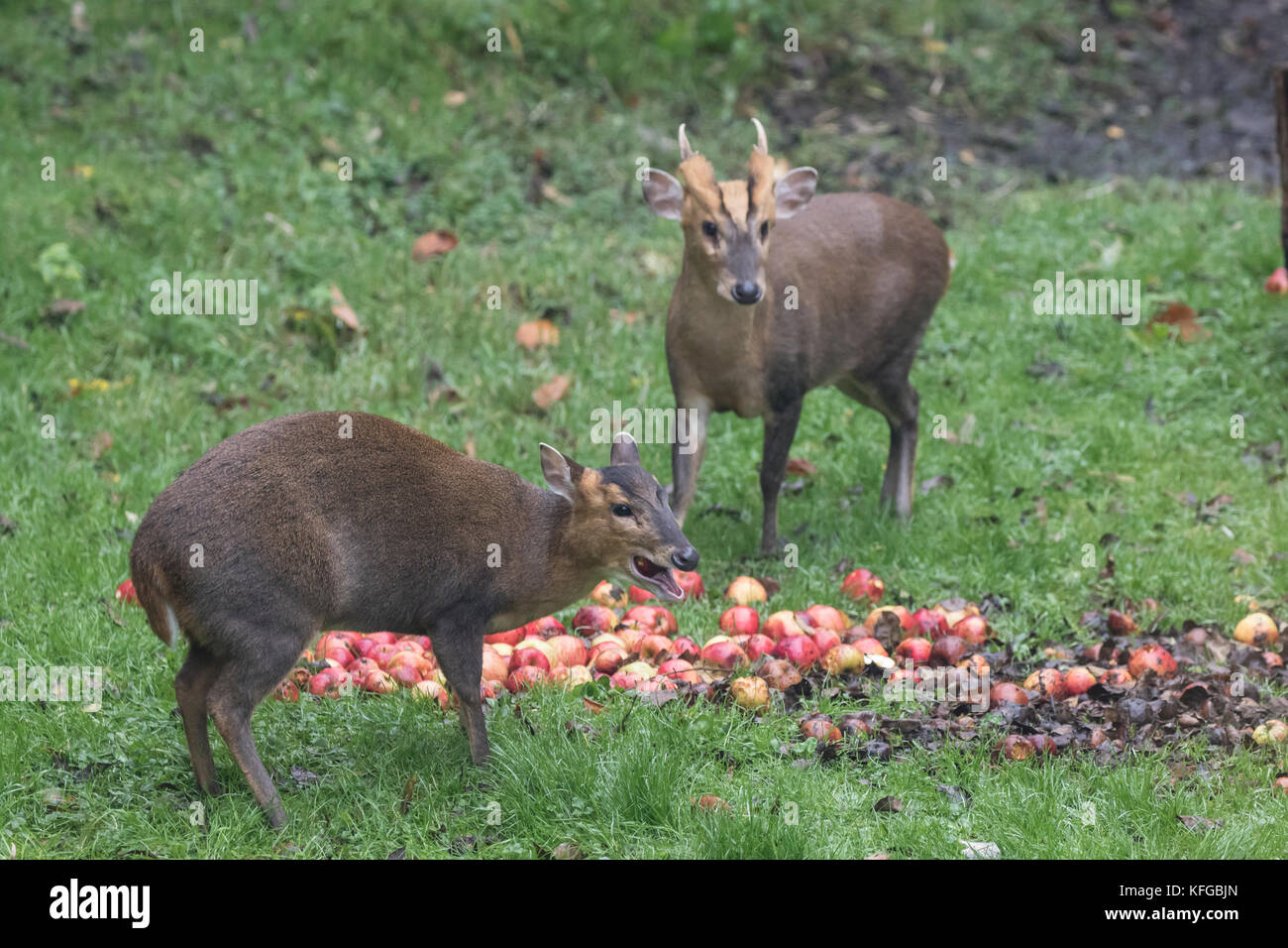 Muntjac Muntiacus reevesi also called barking deer eating windfall