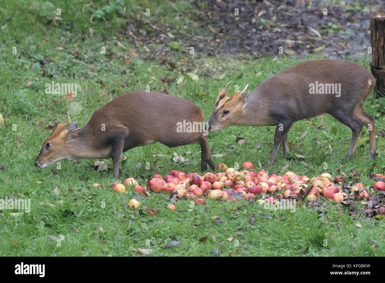 Muntjac Muntiacus reevesi also called barking deer eating windfall