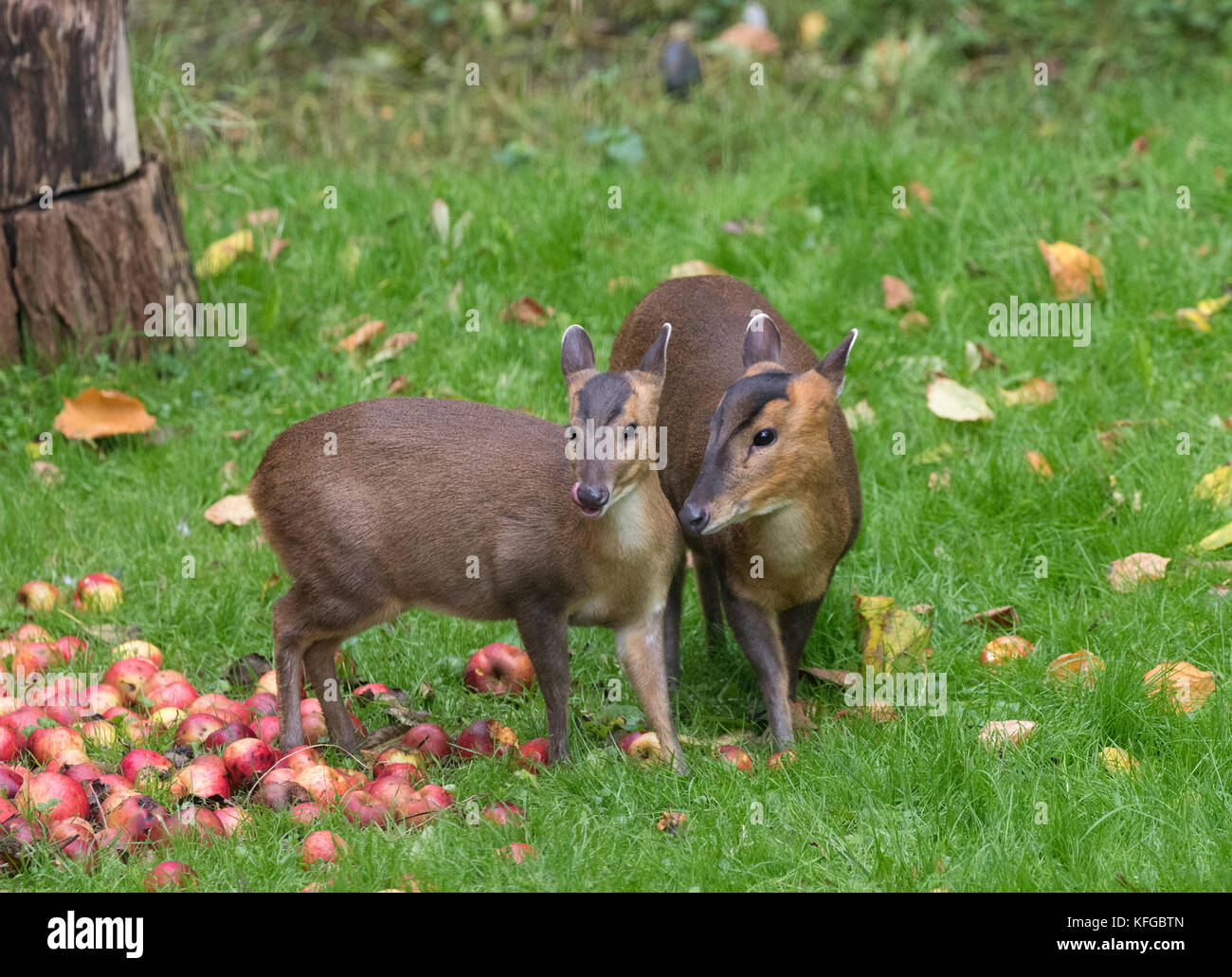 Muntjac Muntiacus reevesi also called barking deer eating windfall apples Stock Photo Alamy