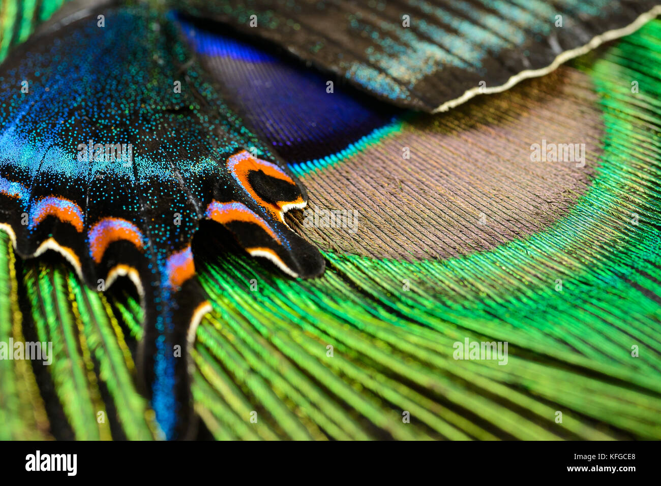 Peacock Feather Butterfly