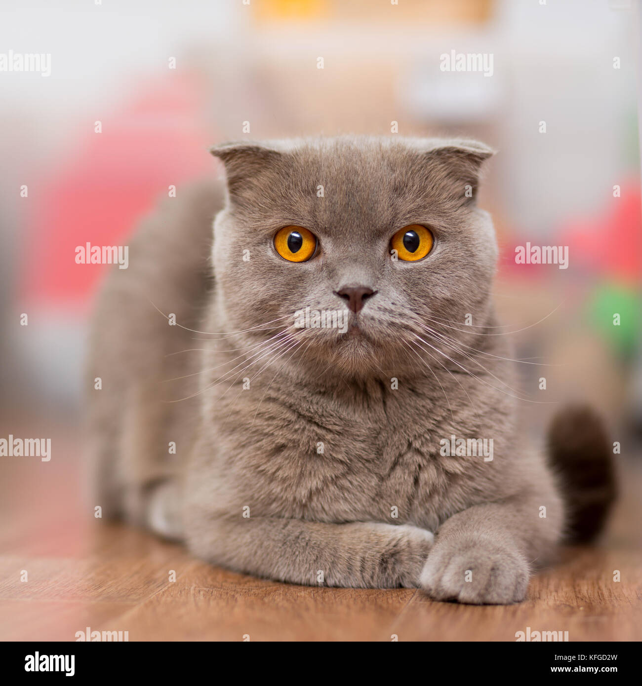 Scottish Shorthair Cat Stock Photos Scottish Shorthair Cat Stock