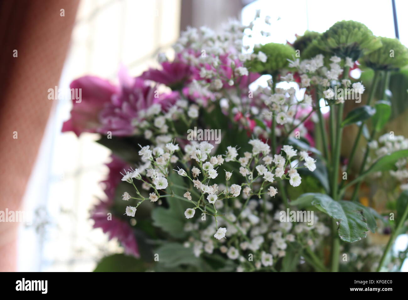 Up close shots of flowers with background blur and contrast. Nature and wildlife greenery indoors. capturing nature as art. Stock Photo