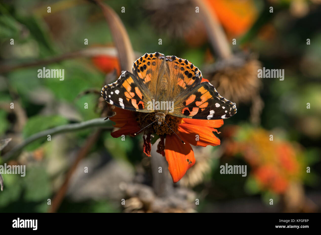 Cynthia group of colorful butterflies, commonly called painted lady