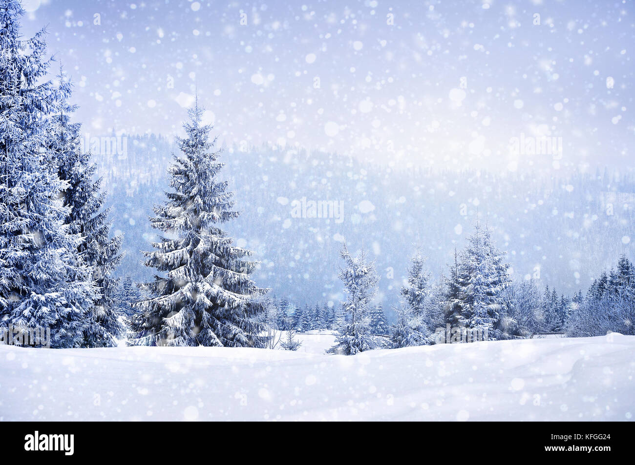 Fairy winter landscape with fir trees and snowfall. Christmas greetings ...