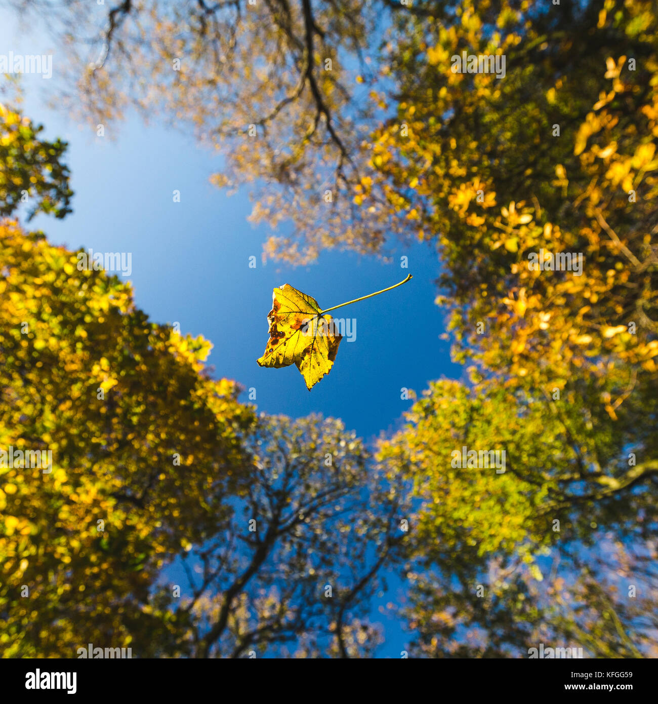 A leaf falls through the air under a canopy of Autumn trees. Stock Photo