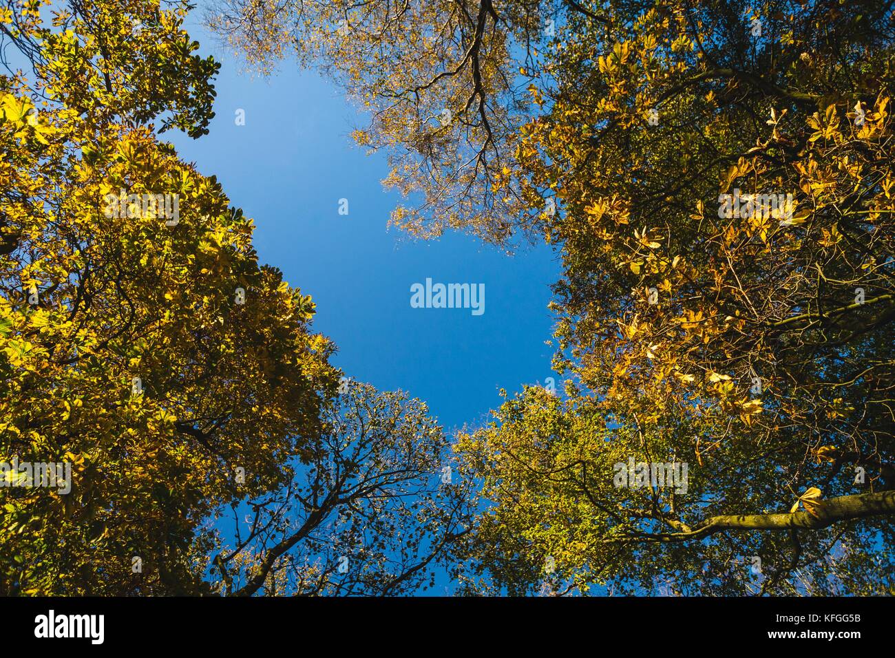 A view up through a canopy of autumn trees to a blue sky. Stock Photo