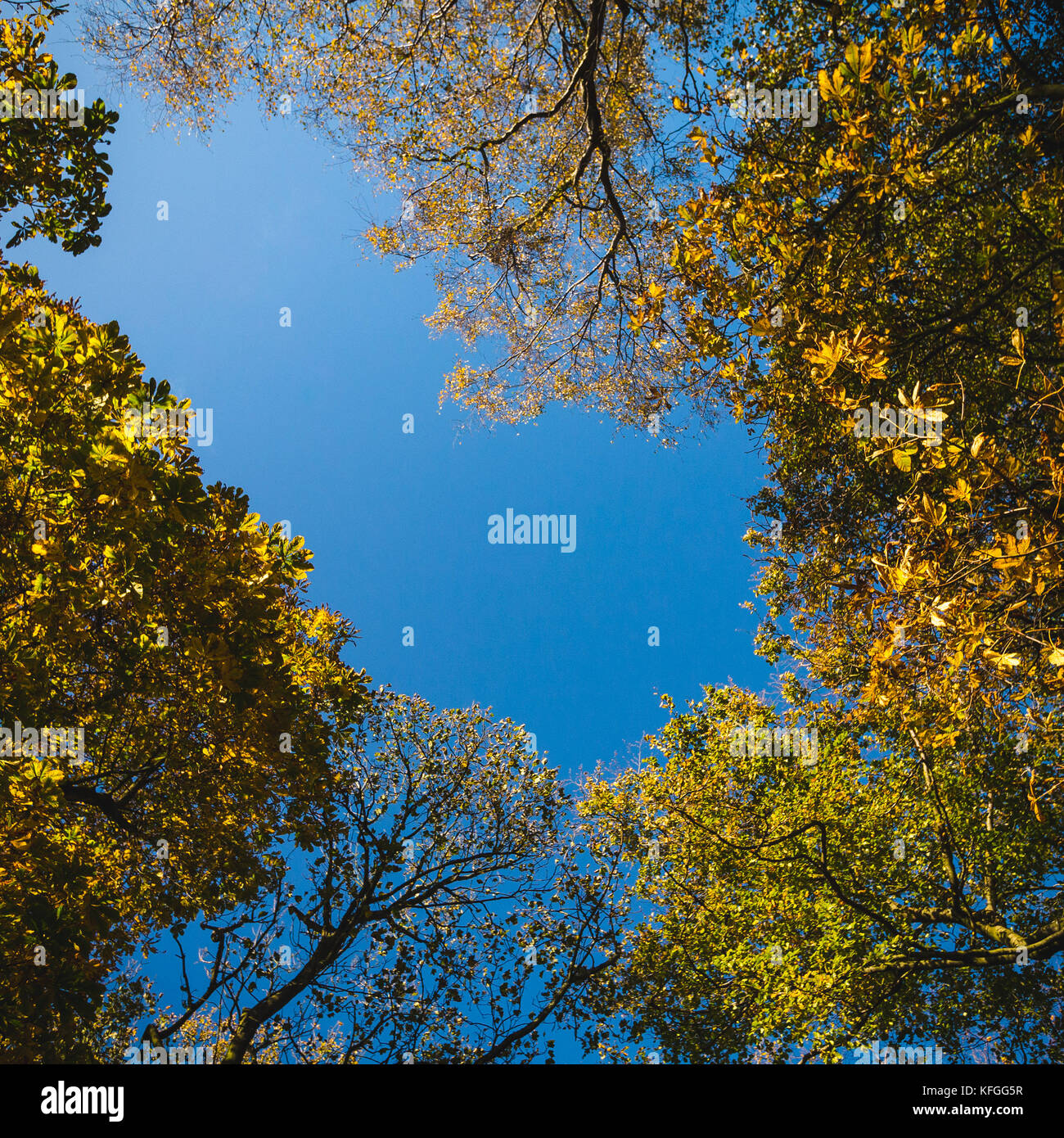 A view up through a canopy of autumn trees to a blue sky. Stock Photo