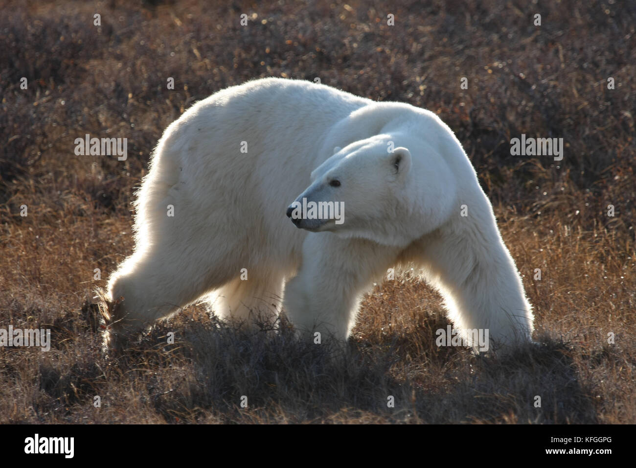 Polar Bear at Hudson Bay, Canada Stock Photo