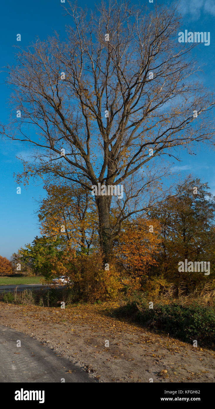 Spaziergang durch den Herbstwald Stock Photo