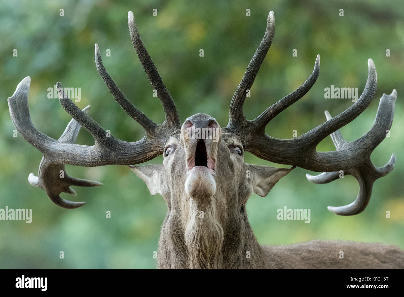 Big male deer howling in rutting season (Cervus elaphus) Stock Photo