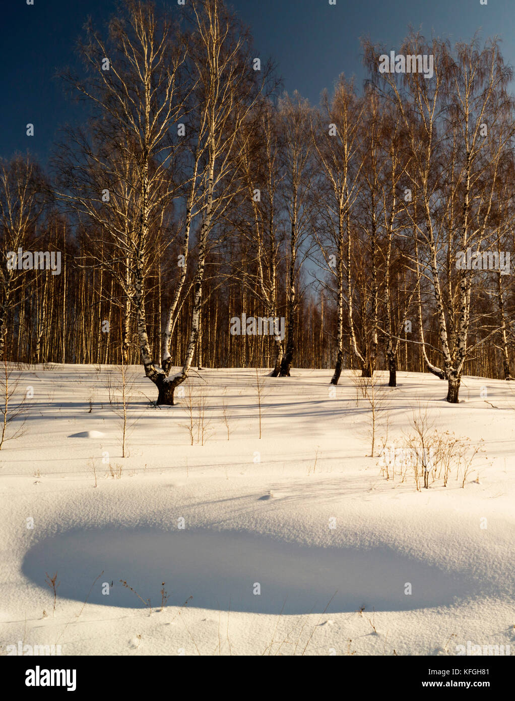 Winter landscape with birch by grove on background blue sky Stock Photo ...