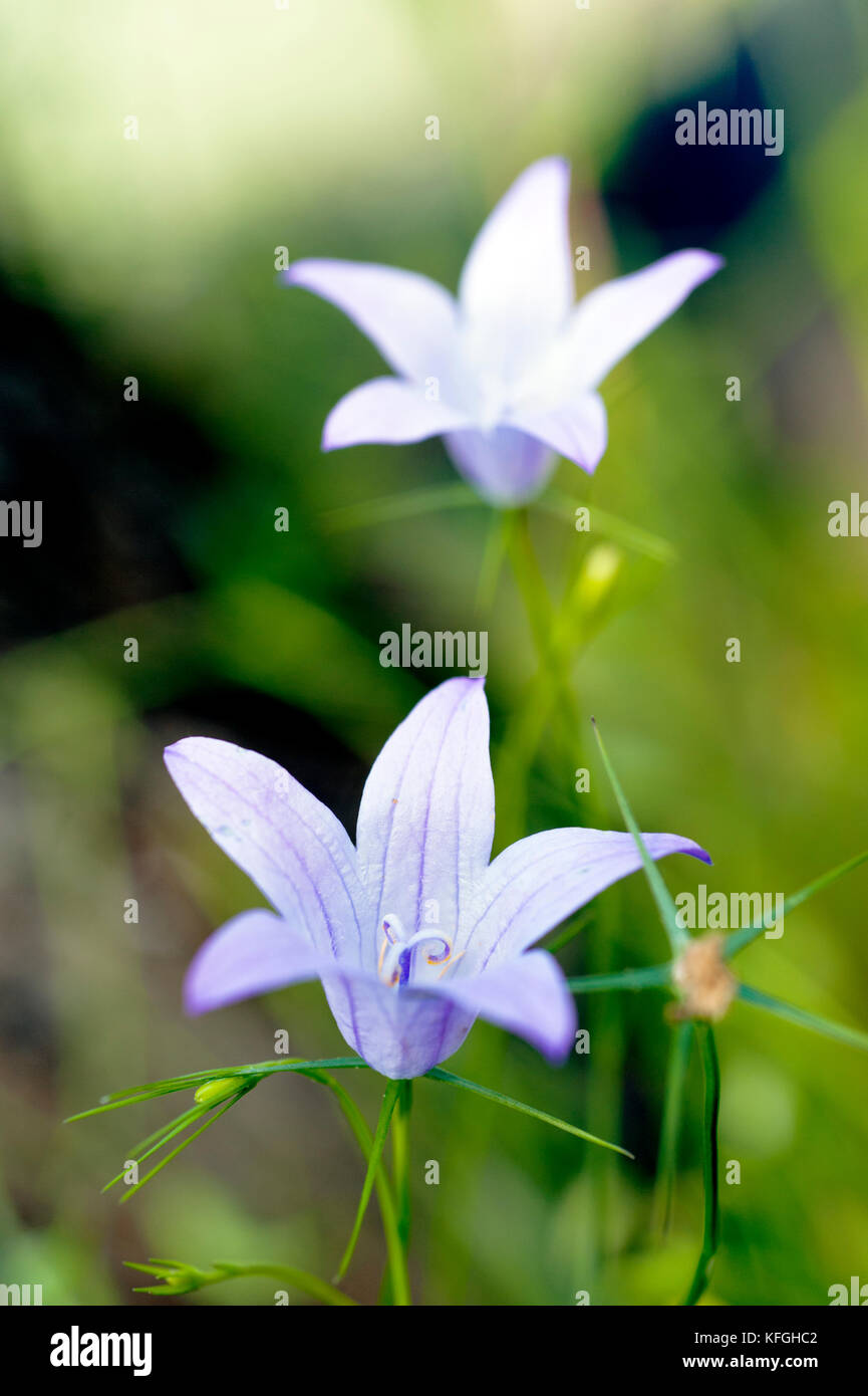 Bluebell (Campanula rotundifolia) Stock Photo