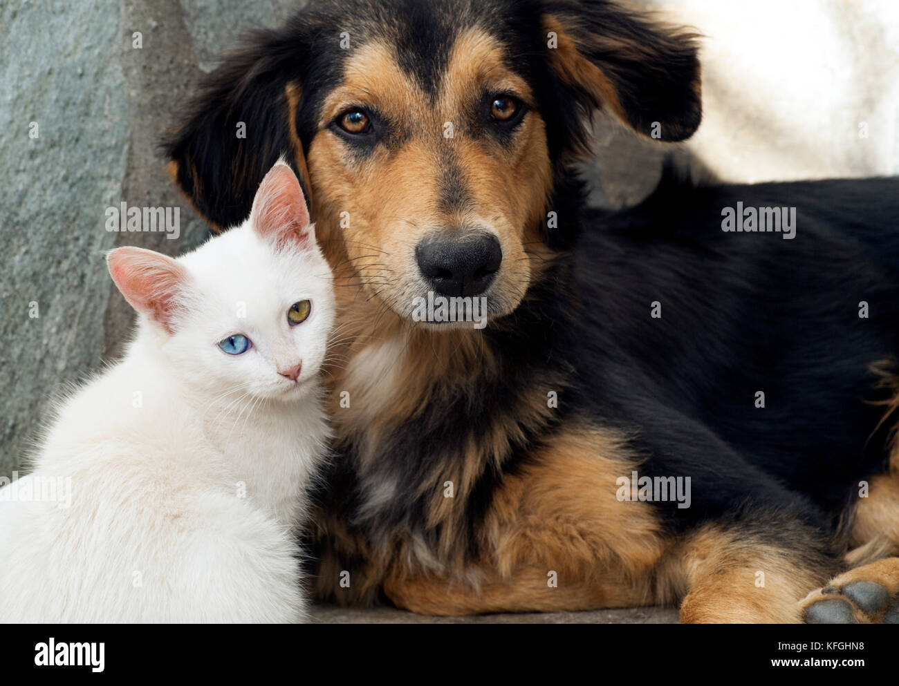 Close up of a white kitten and a young dog sitting side by side and looking at camera Stock Photo