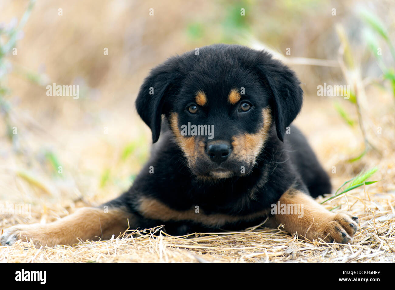 Front view of a Rottweiler puppy lying in the grass and looking at camera Stock Photo
