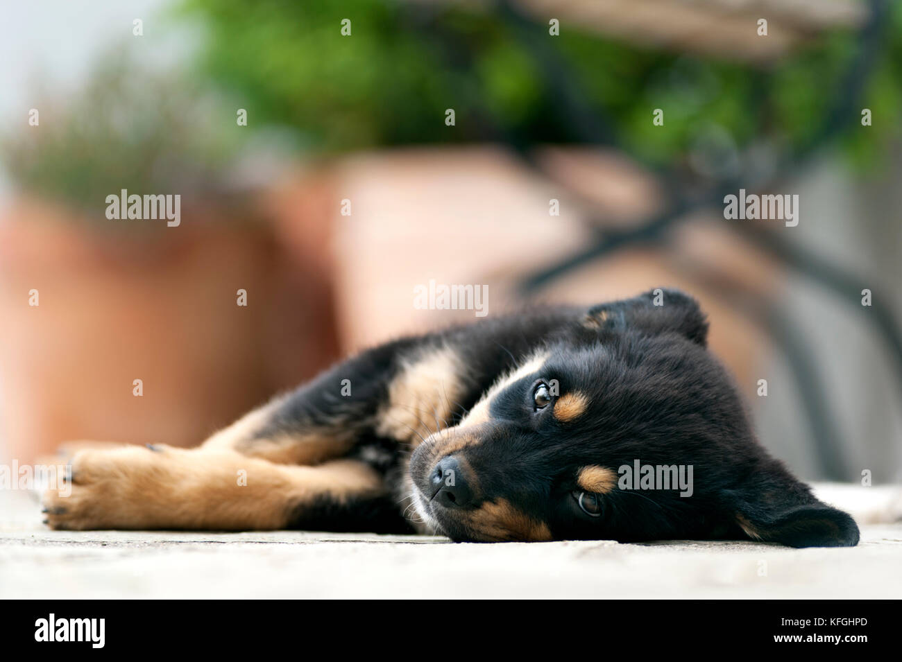 Front view of a Rottweiler puppy resting outdoors and looking at camera Stock Photo