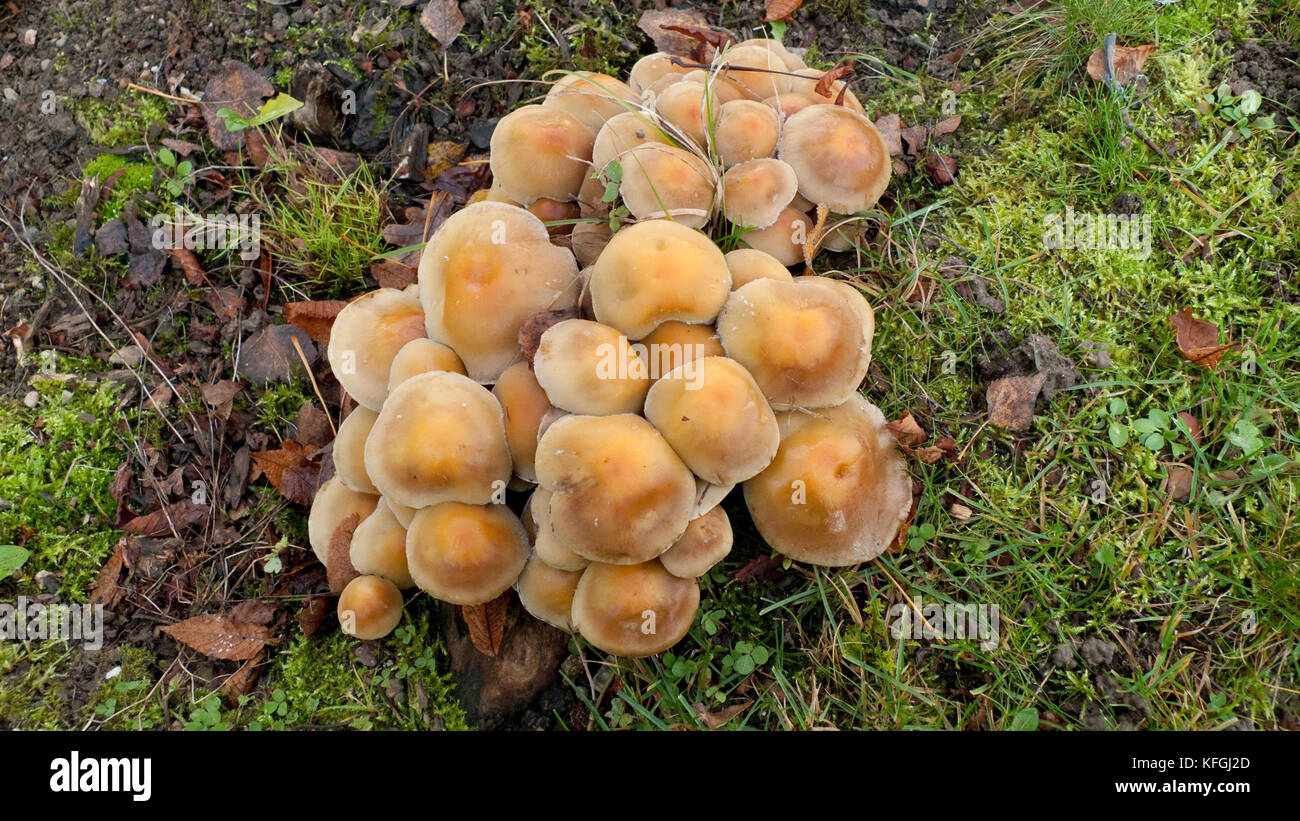 Honiggelber Hallimasch Pilz auf dem Waldboden Stock Photo