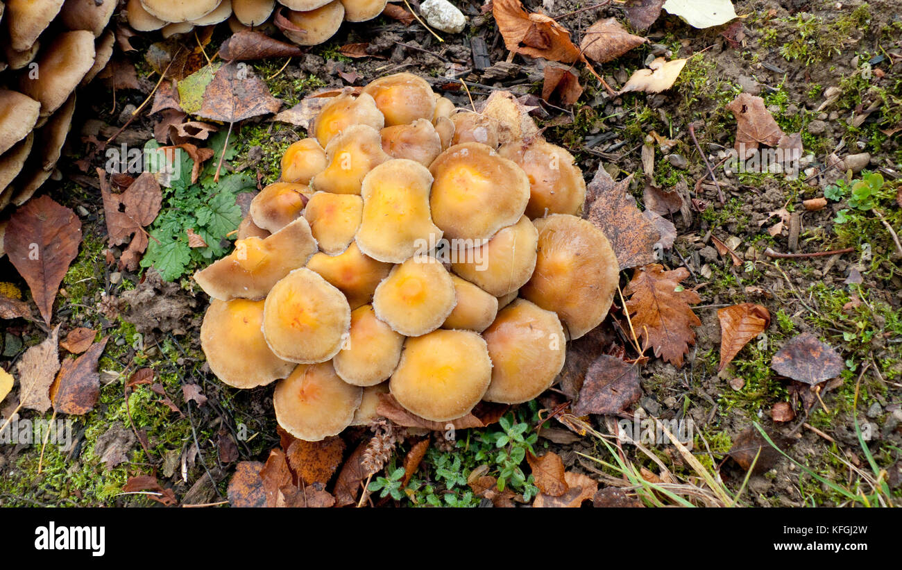 Pilze Essbar High Resolution Stock Photography and Images - Alamy