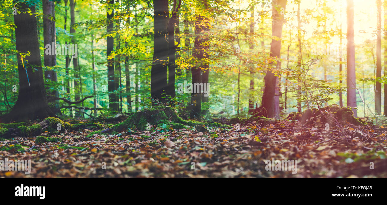 Golden autumn scene in a forest. Evening bright sun rays coming through the tree yellow leaves. Roots covered by the moss Stock Photo