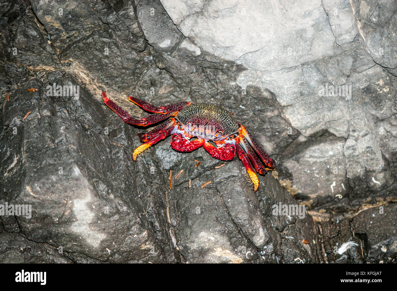 atlantic rock crab (Grapsus grapsus adscensionis) lying on a rock inside a cave, Fuerteventura, Canary Islands, Spain Stock Photo