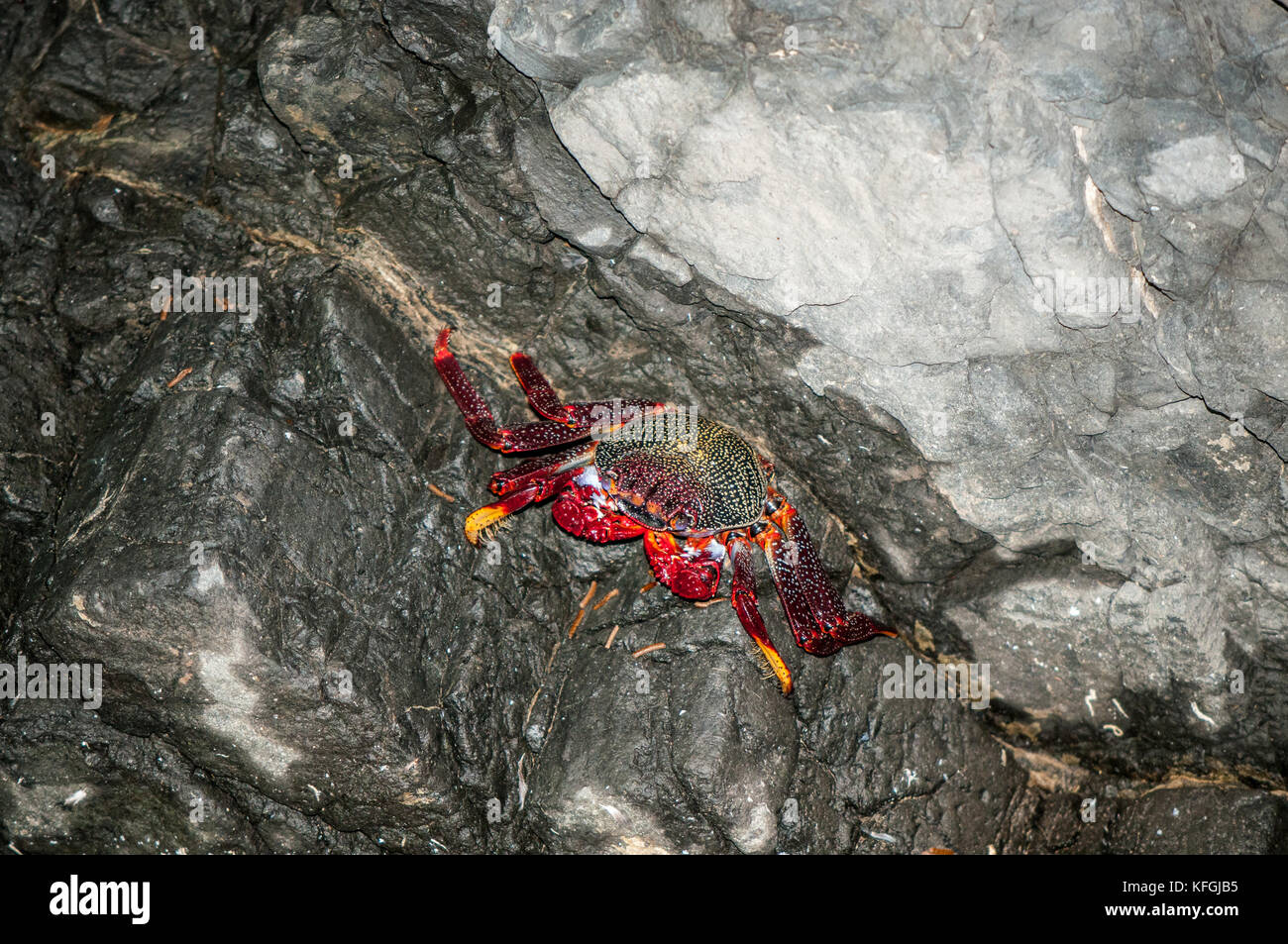 atlantic rock crab (Grapsus grapsus adscensionis) lying on a rock inside a cave, Fuerteventura, Canary Islands, Spain Stock Photo