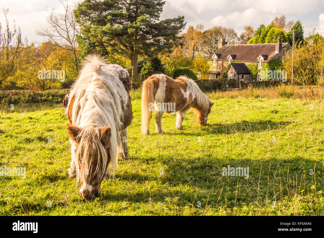 Ponies grazing in Biddulph, Staffordshire, England Stock Photo