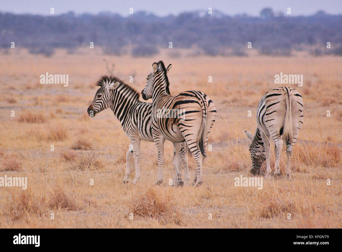 Herd of Burchell's Plains Zebras (Equus burchelli) on a reserve in Botswana Stock Photo