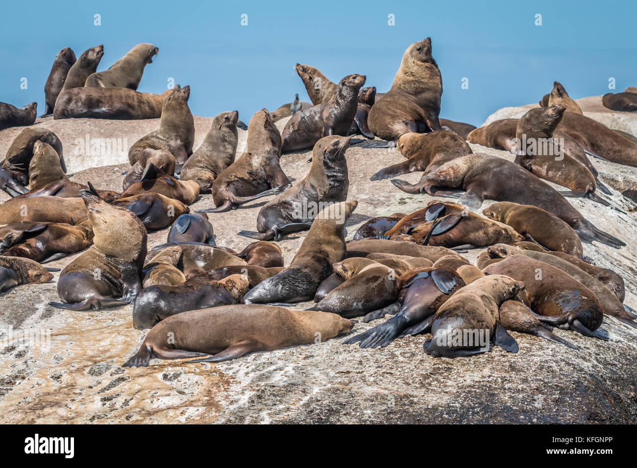 Seals in Cape Town South Africa Stock Photo Alamy