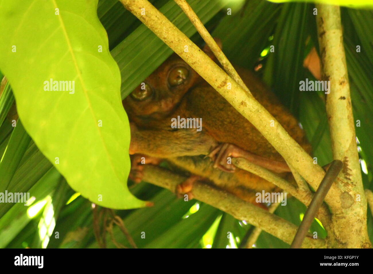 Philippine tarsier hiding in the canopy of leaves Stock Photo - Alamy