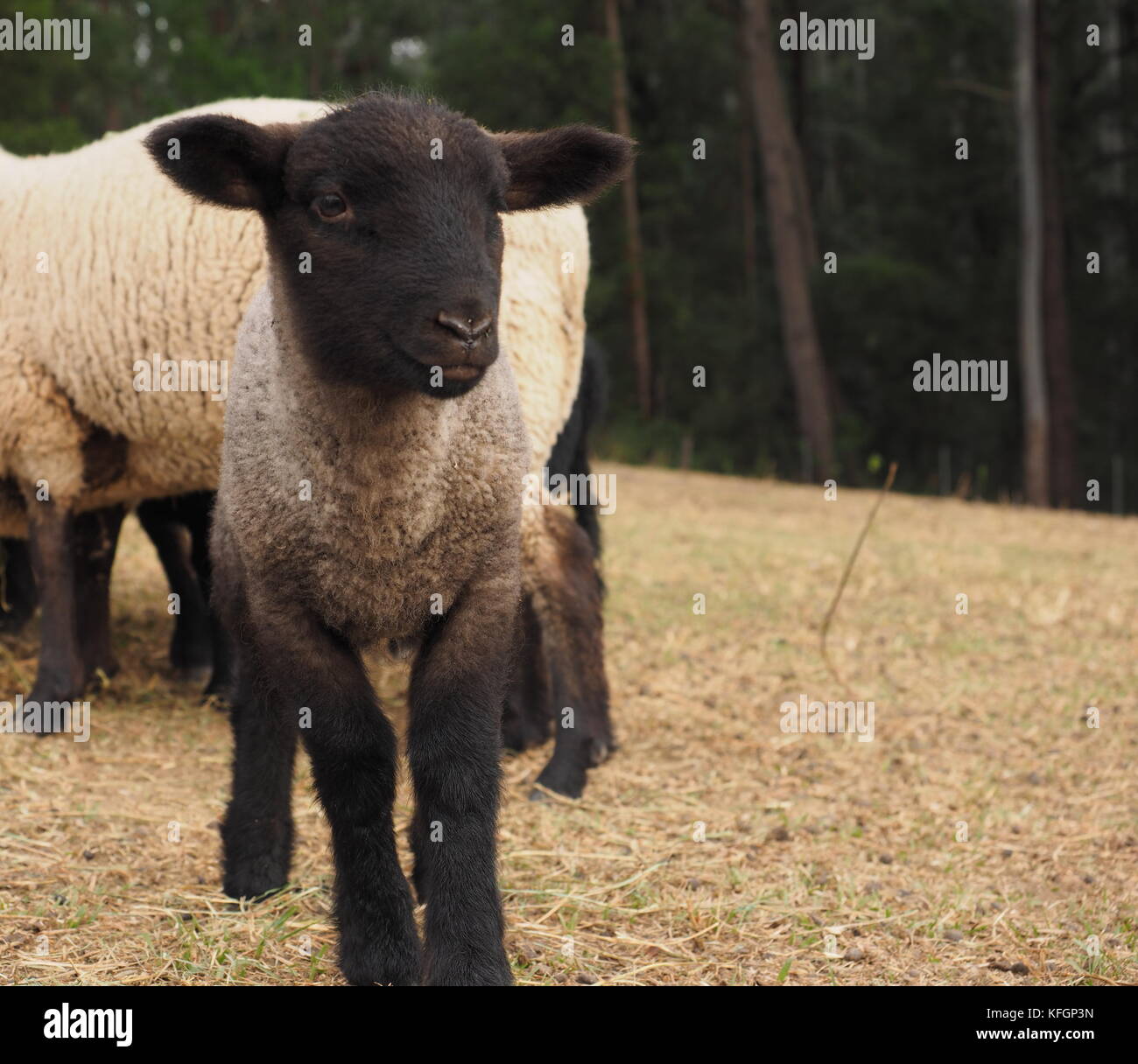 Ram ewe and lamb hi-res stock photography and images - Alamy