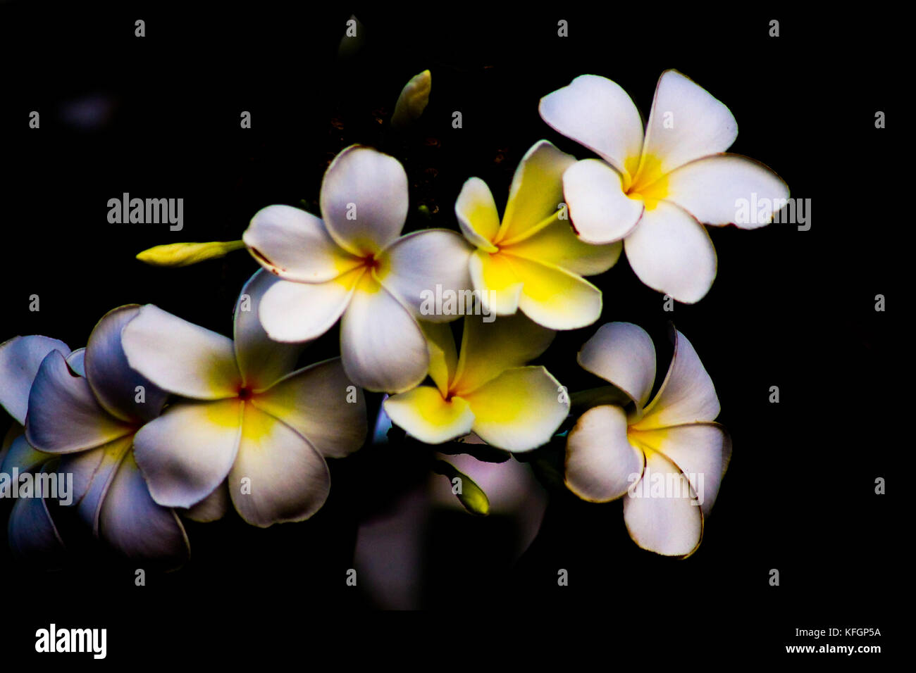 Frangipani spa hires stock photography and images Alamy
