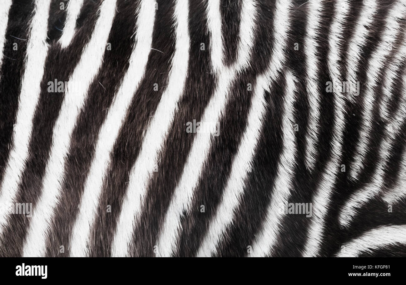 Zebra close up of stripes Stock Photo
