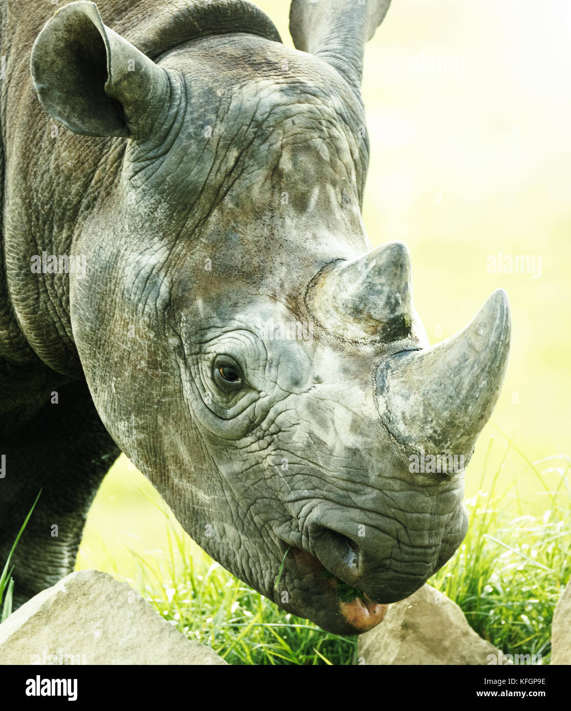 Rhino eating close up shot Stock Photo