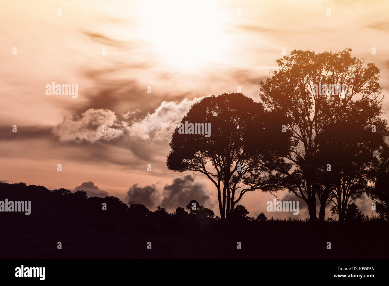 Silhouetted forest and tree with cloudy warm orange sky cover sun in ...