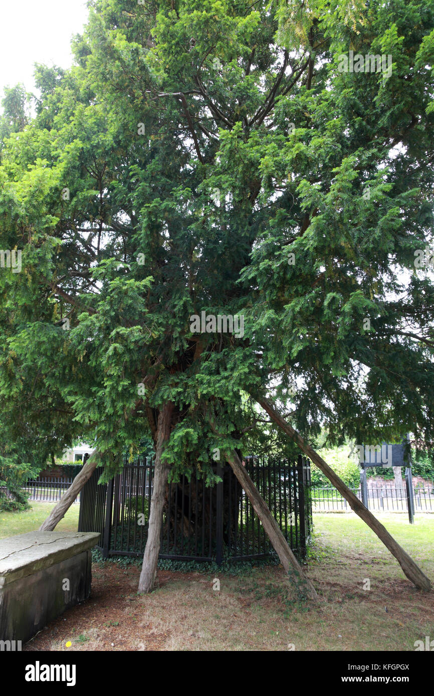 Trees Yew High Resolution Stock Photography and Images Alamy