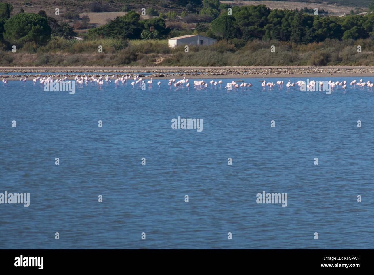 Flamingos on the Narbonne Etangs Stock Photo