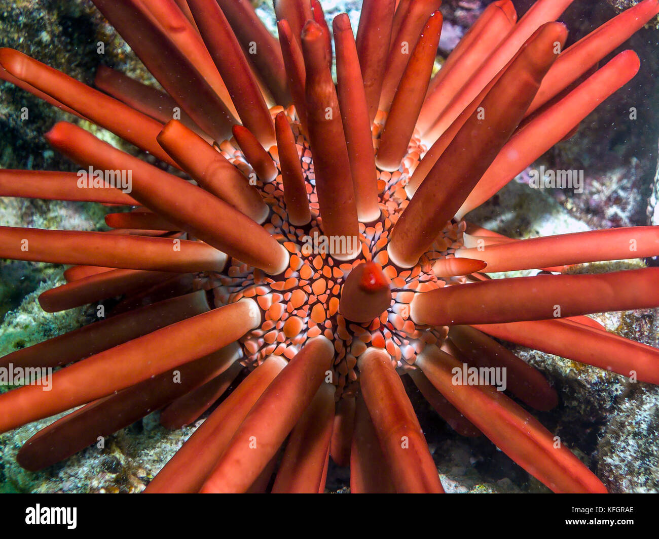 Heterocentrotus mamillatusn is a species of tropical sea urchin from the Indo-Pacific region. Stock Photo