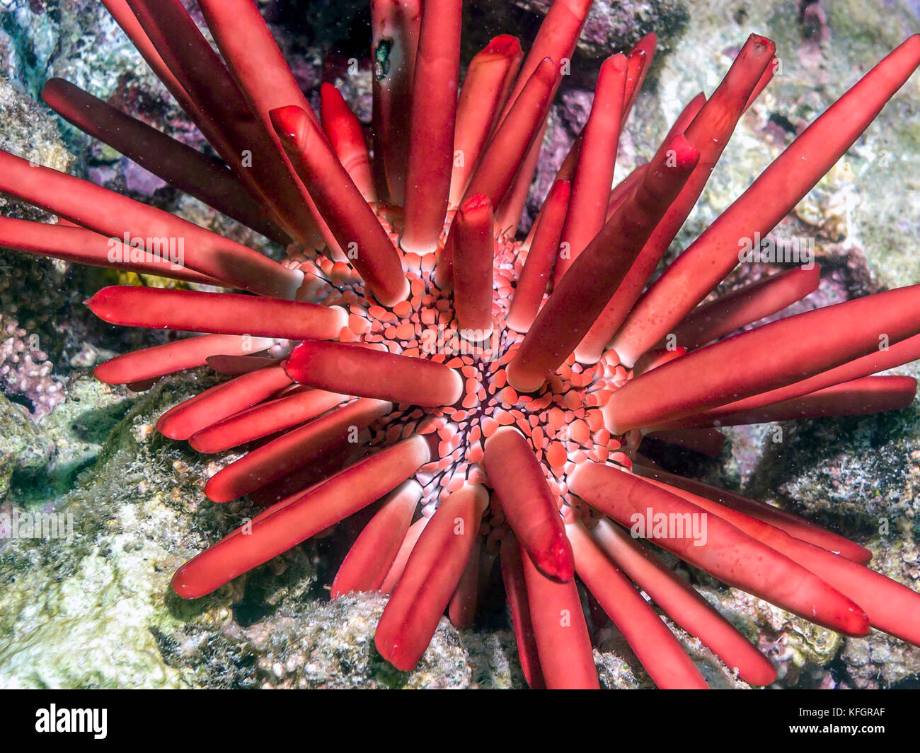 Heterocentrotus mamillatusn is a species of tropical sea urchin from the Indo-Pacific region. Stock Photo