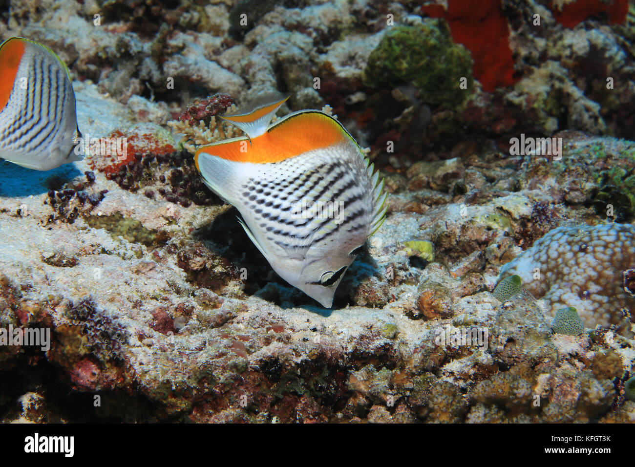 Seychelles butterflyfish (Chaetodon madagaskariensis) underwater in the tropical coral reef of the maldives Stock Photo