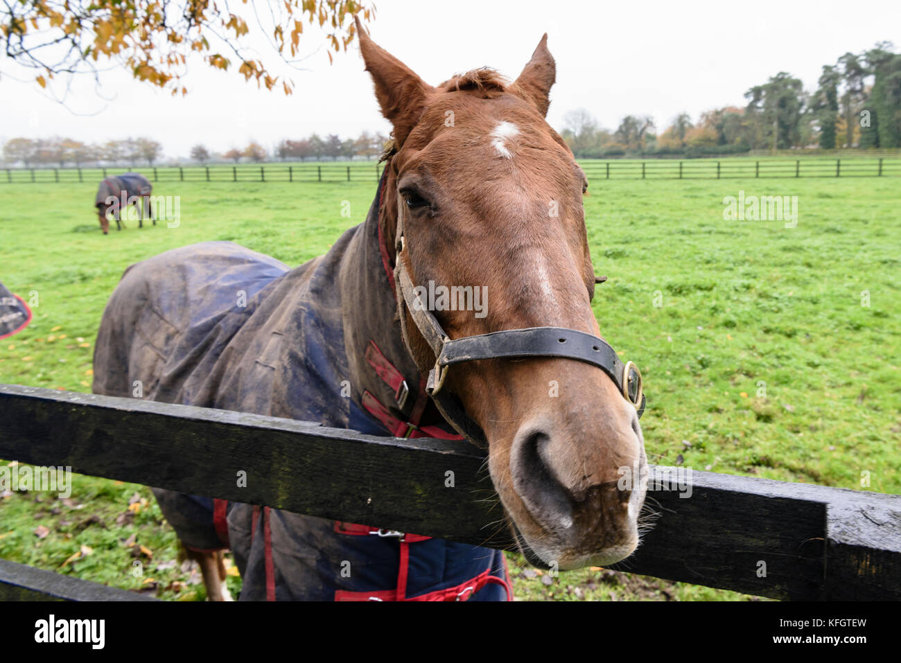 Former racehorse, Rite of Passage, at the Irish National Stud. Stock Photo