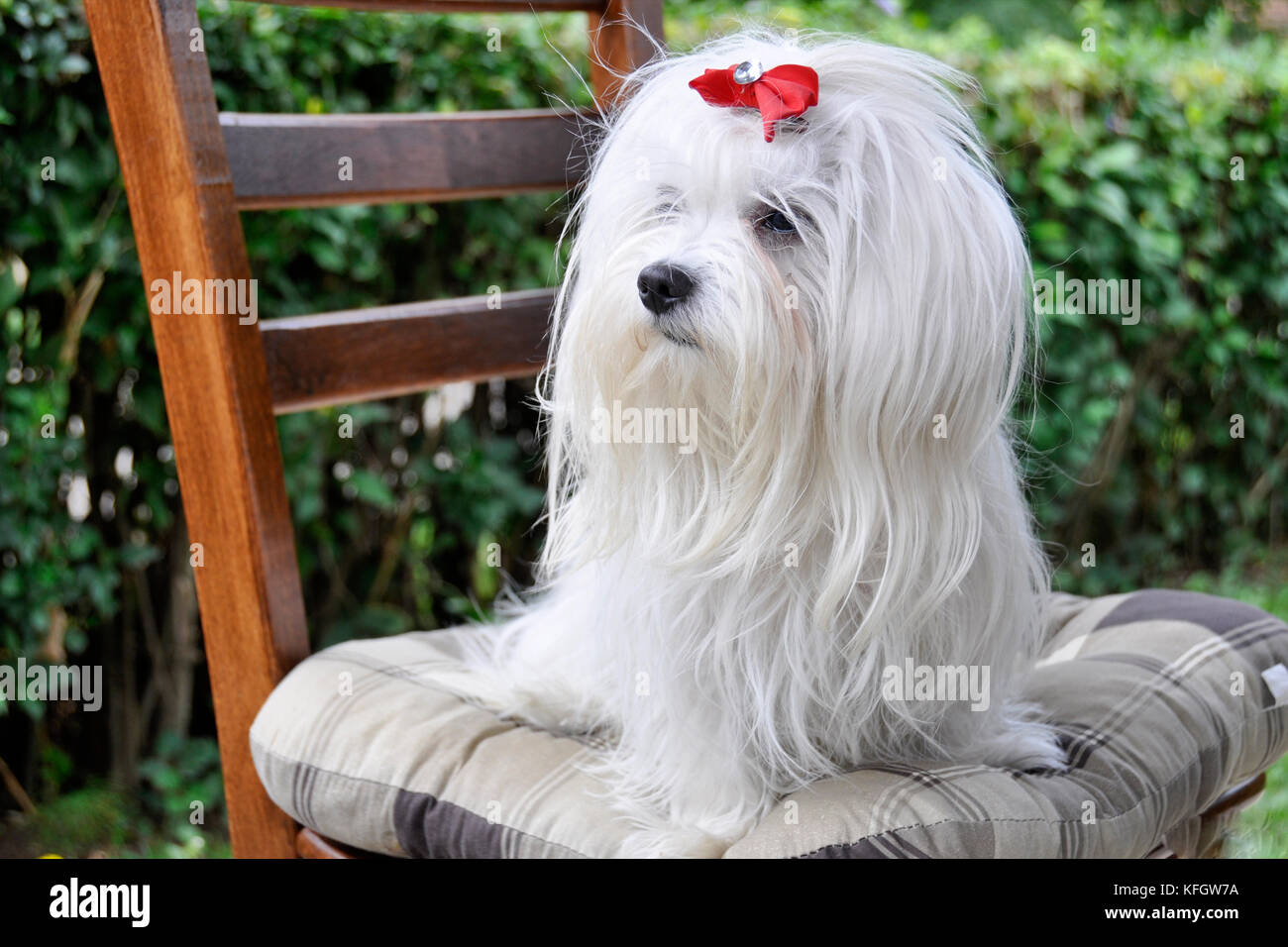 dog maltese sits on a chair and looks out into the distance Stock Photo ...