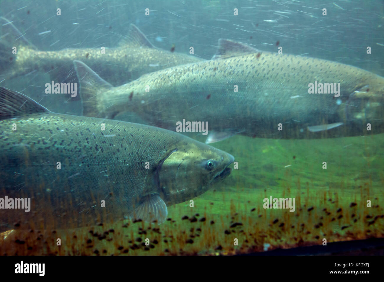 WA1409100...WASHINGTON Salmon spawning up the fish ladder at the