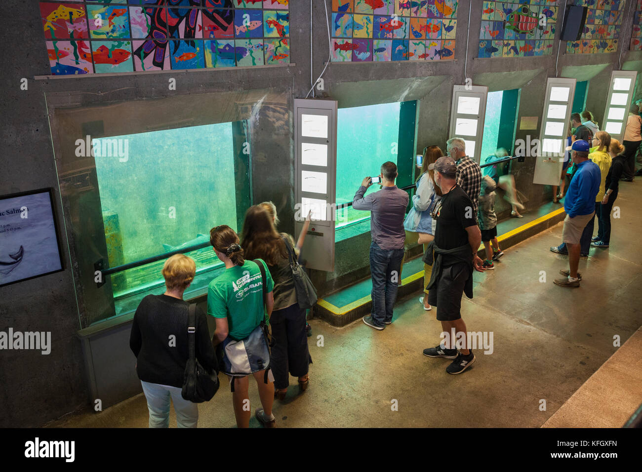 WA1409500...WASHINGTON Salmon spawning up the fish ladder at the