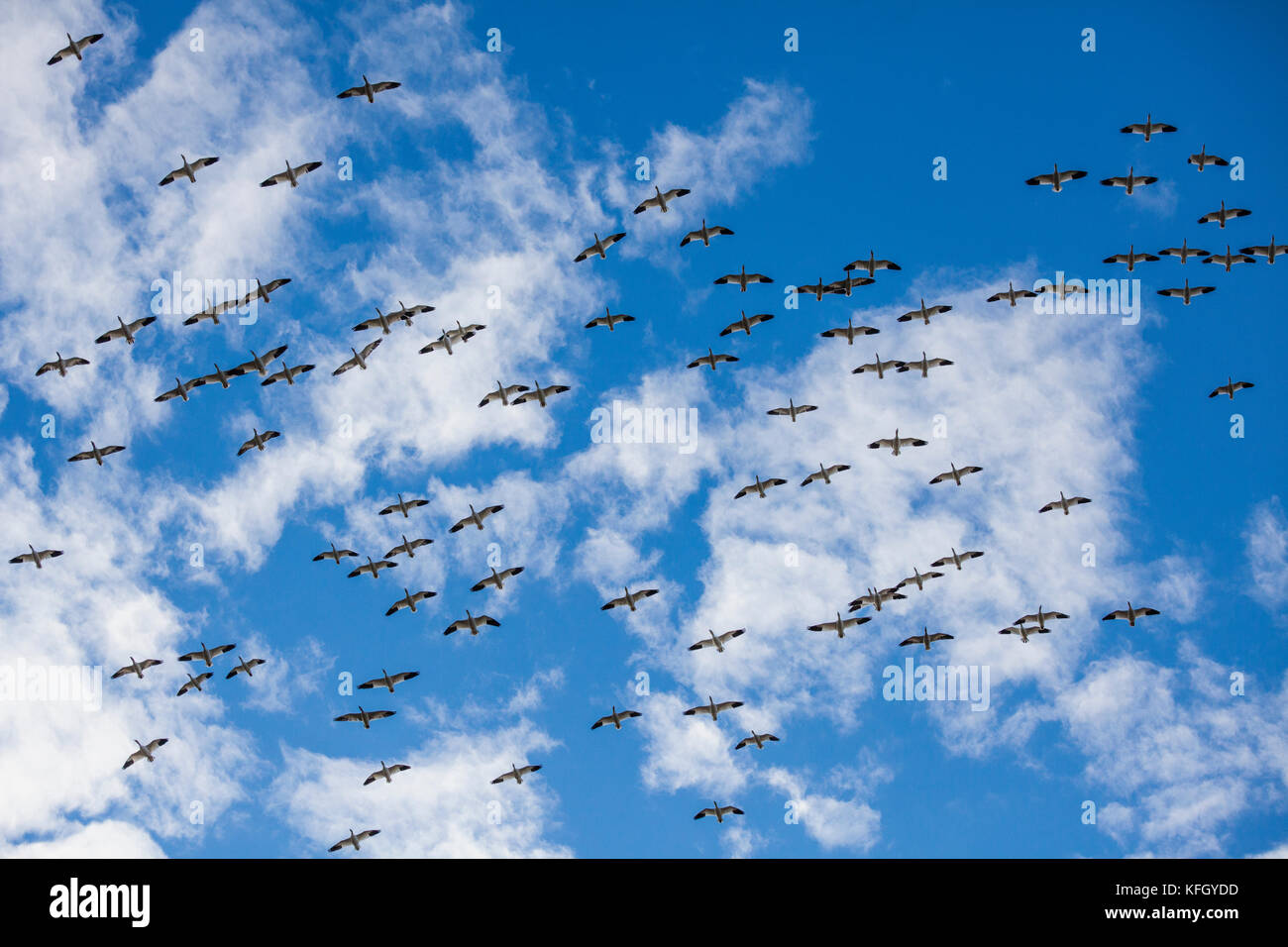 WA14231-00...WASHINGTON - Snow geese in flight over the Skaget Valley. Stock Photo