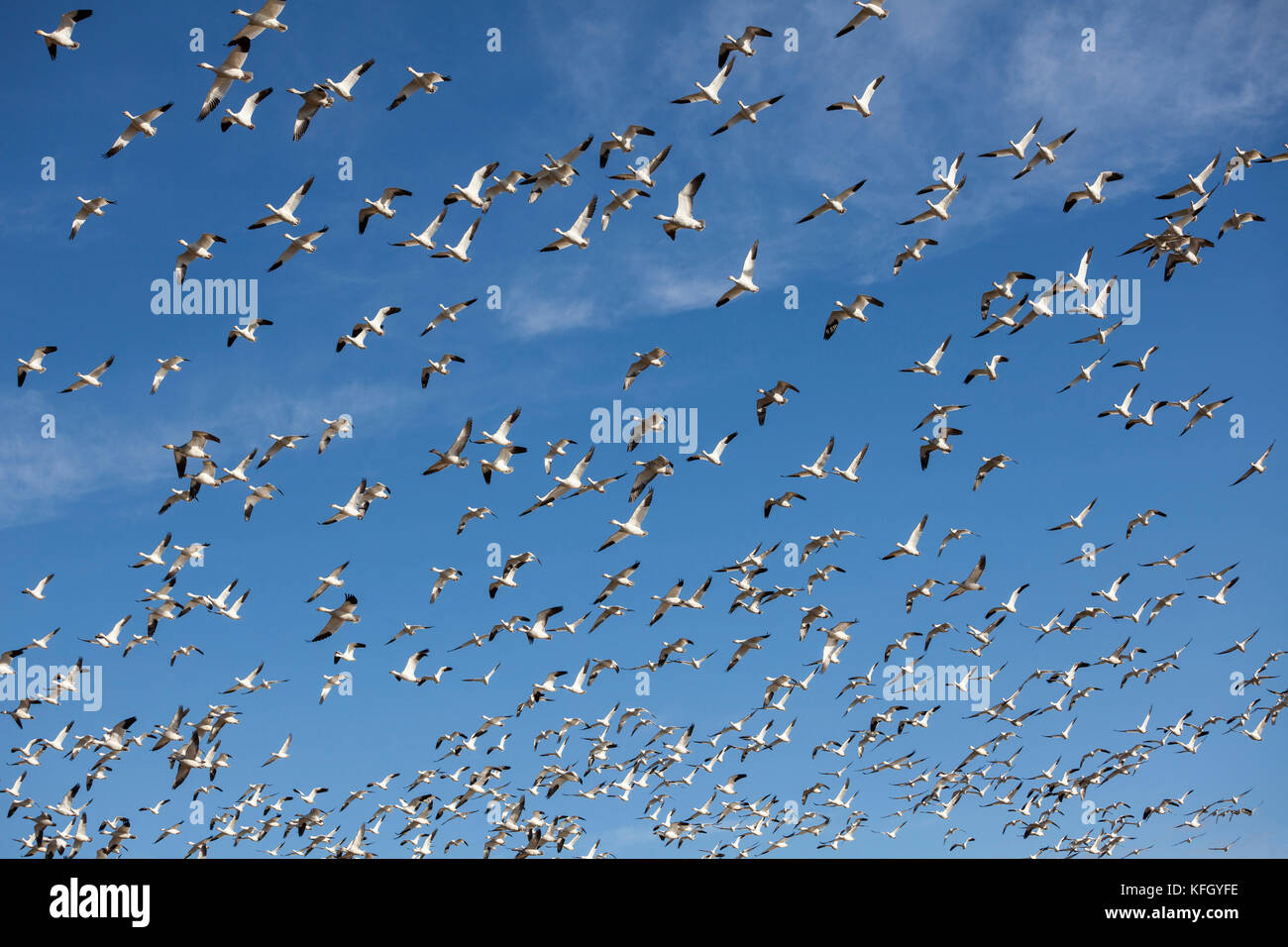 WA14237-00...WASHINGTON - Snow geese in flight over the Skaget Valley. Stock Photo