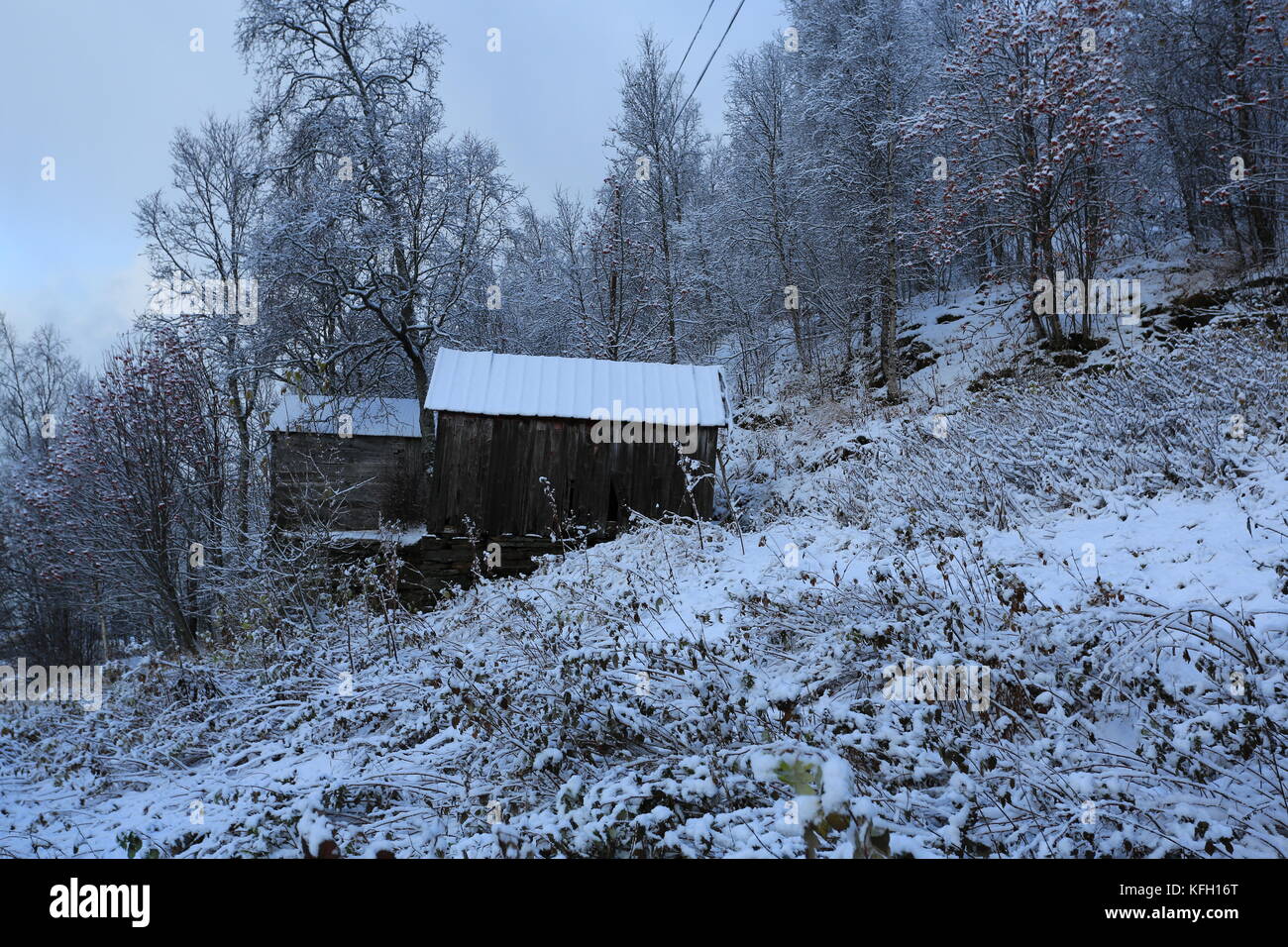 Old Grey Barn In Winter Forest Stock Photo