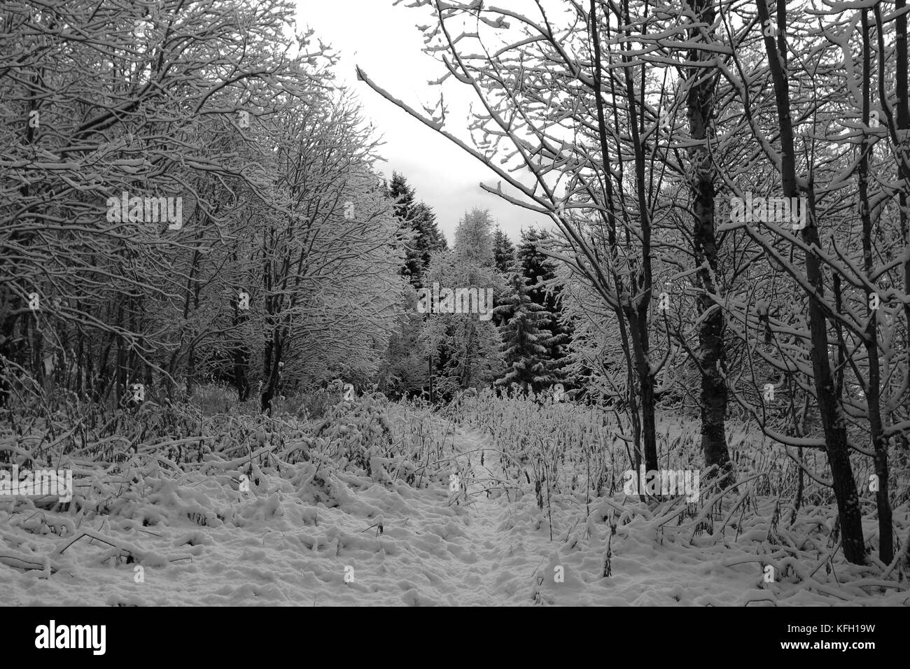 Forest Black and White Stock Photos & Images - Alamy