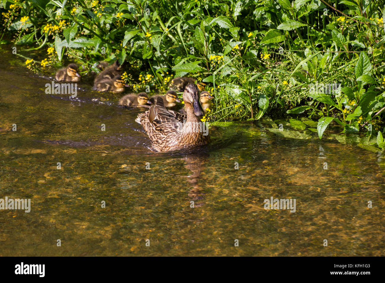 Mallard Mother duck & ducklings were seen heading upstream on the River Bollin near Wilmslow Stock Photo