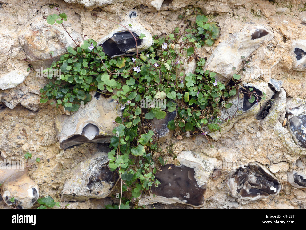 Ivy-leaved Toadflax (Cymbalaria muralis, Linaria cymbalaria) growing in an ancient lime mortar and flint wall. Winchester, Hampshire, UK Stock Photo