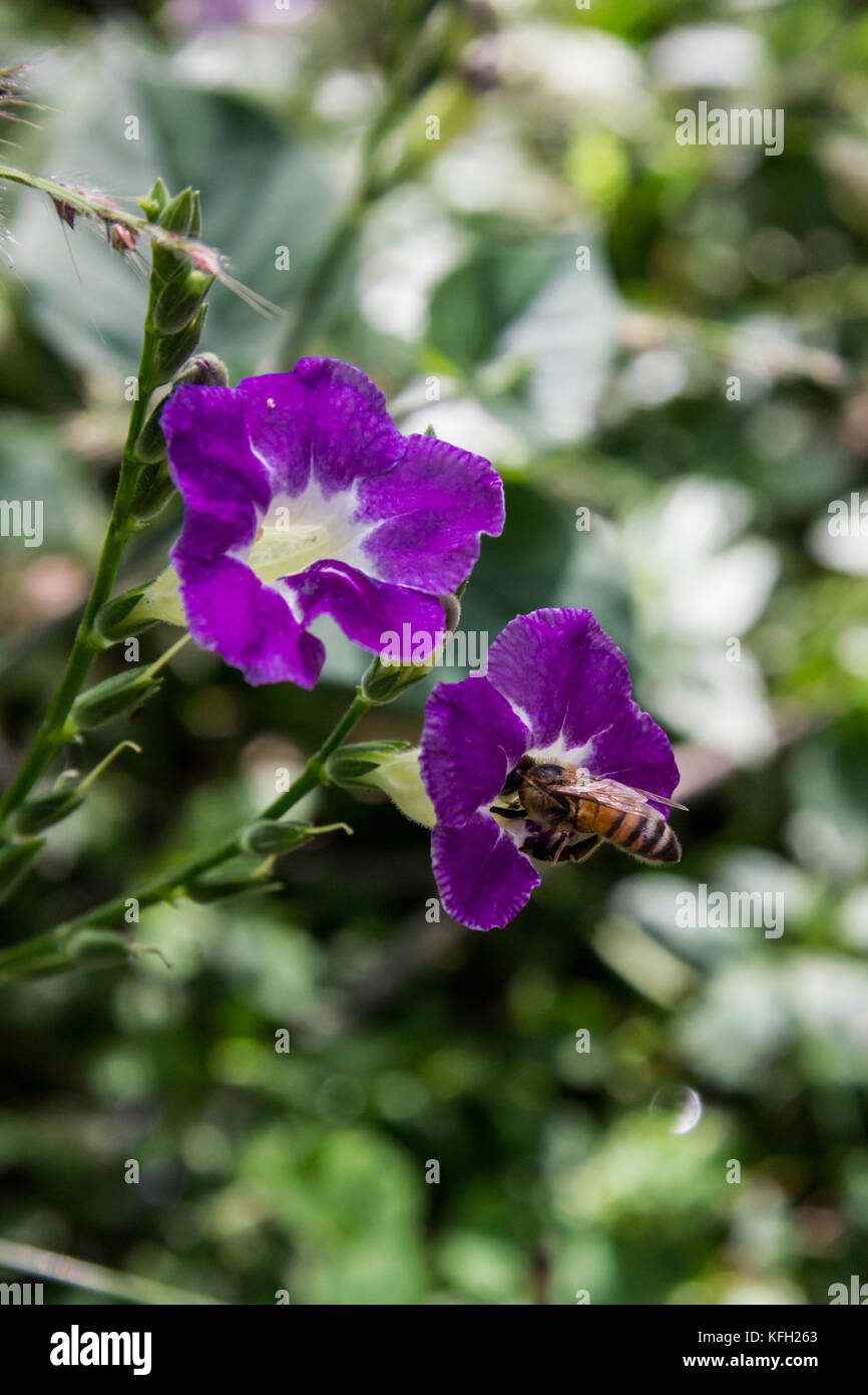 Bee pollinating Seminole Foxglove flower Stock Photo